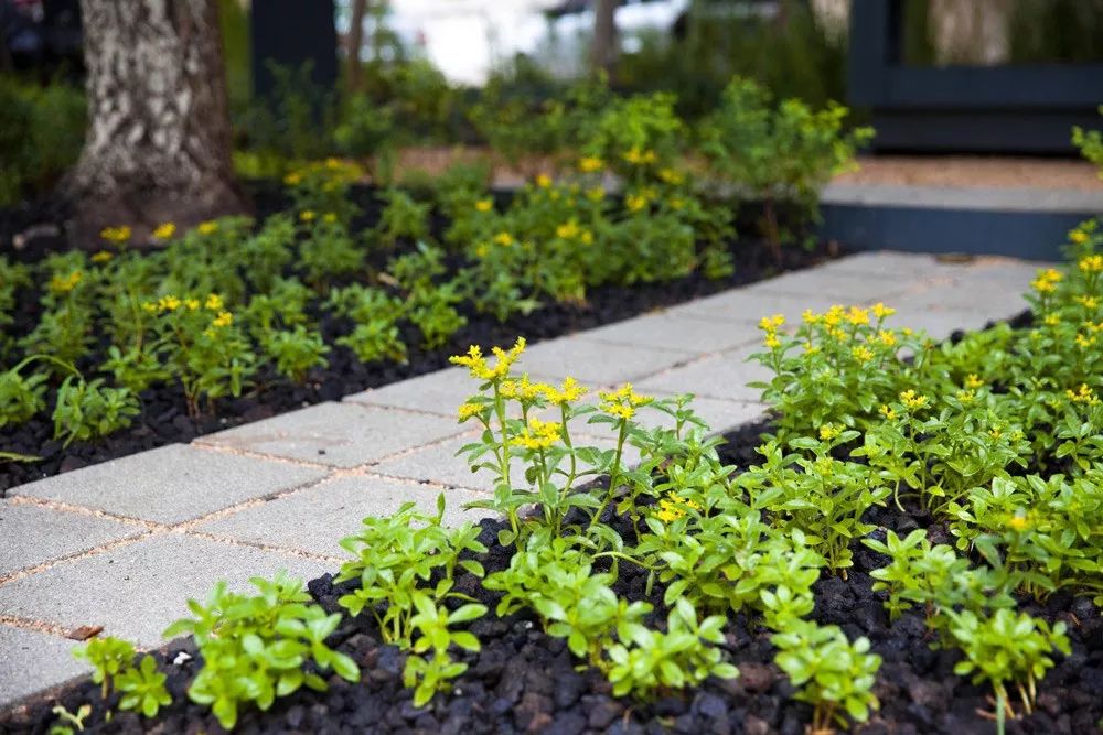 雨水花园植物区,雨水花园水生植物