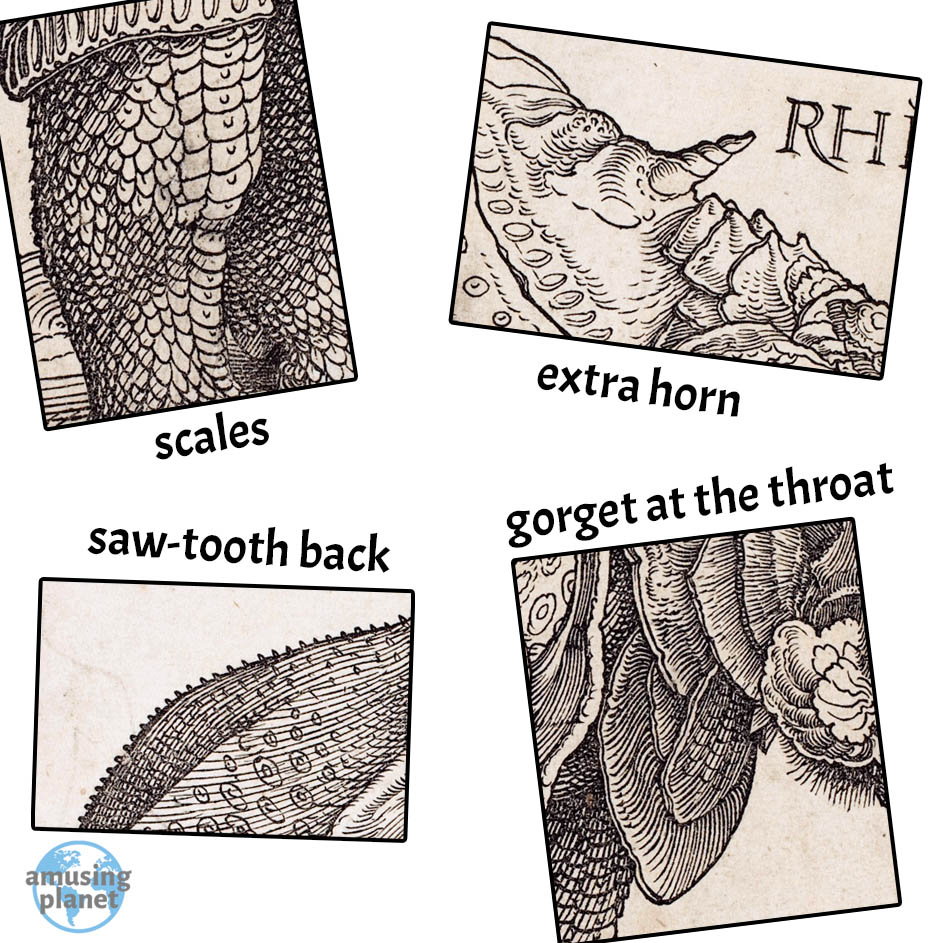 因为一个画家的天马行空，犀牛长期成了欧洲人的眼中的“神”兽