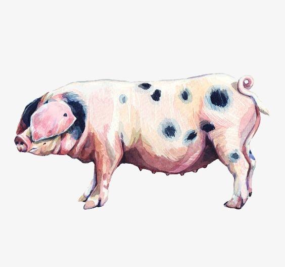 刚生产的仔猪死亡原因及解决方案,哺乳猪应激死亡怎么回事