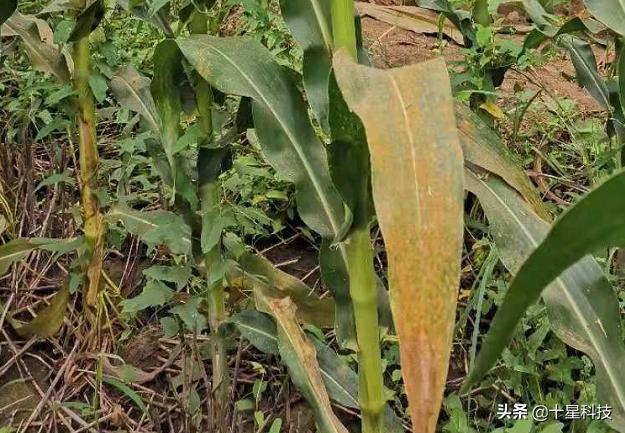 防治玉米锈病效果最好的杀菌剂,怎么治玉米锈病和茎腐病
