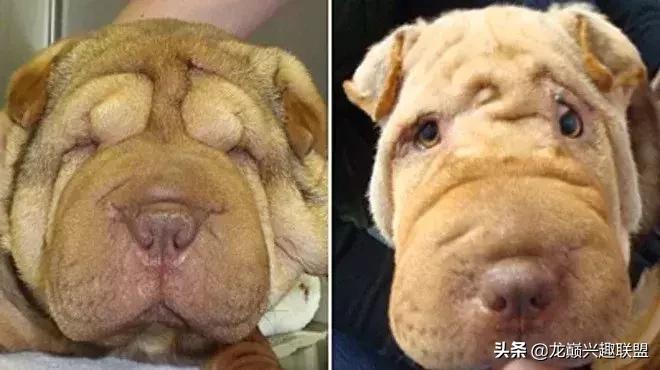 宠物整形美容,给宠物做美容多少钱