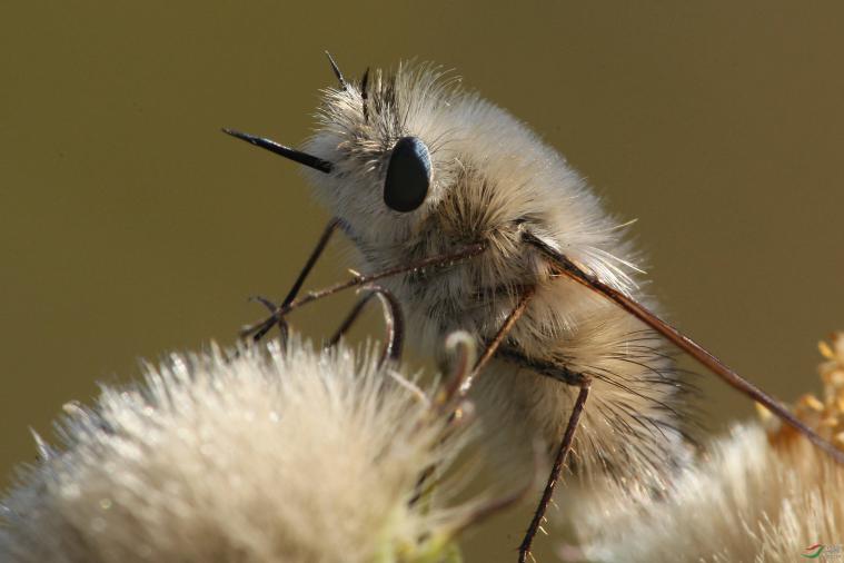 被行走的小猕猴桃安蜂虻寄生后就完蛋了，能活下来算我输