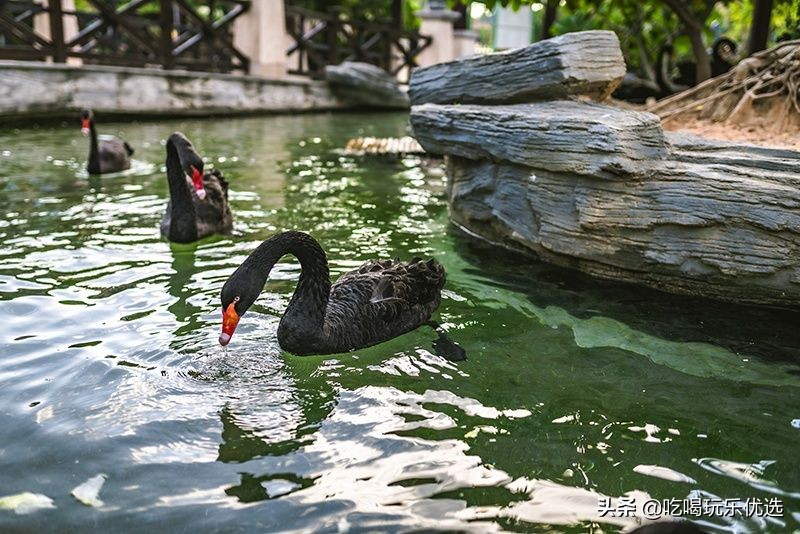 厦门灵玲动物王国大熊猫,厦门马戏团灵玲动物王国观光游览