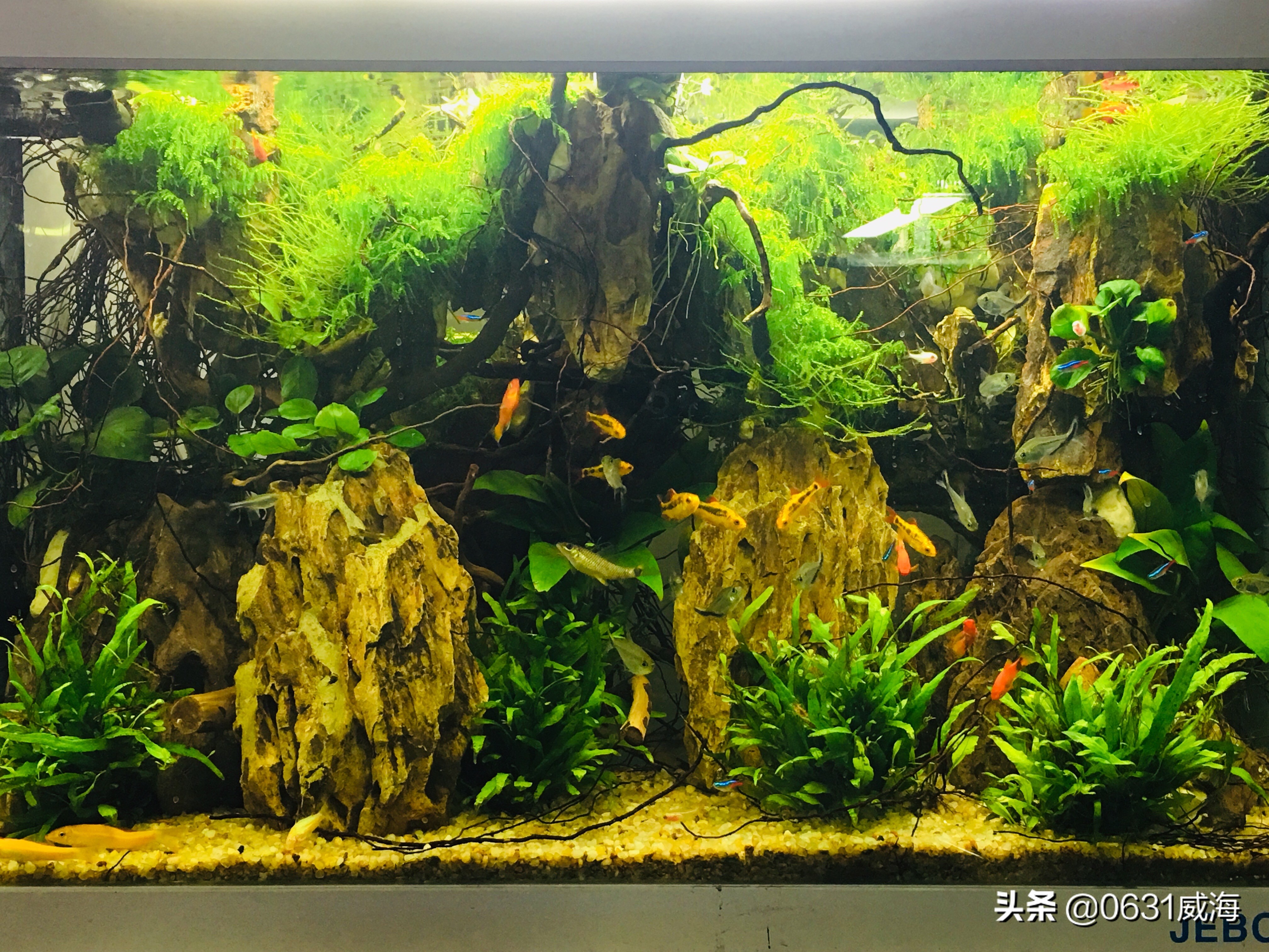 鱼缸水有油膜怎么处理才能干净,鱼缸油膜不花钱处理