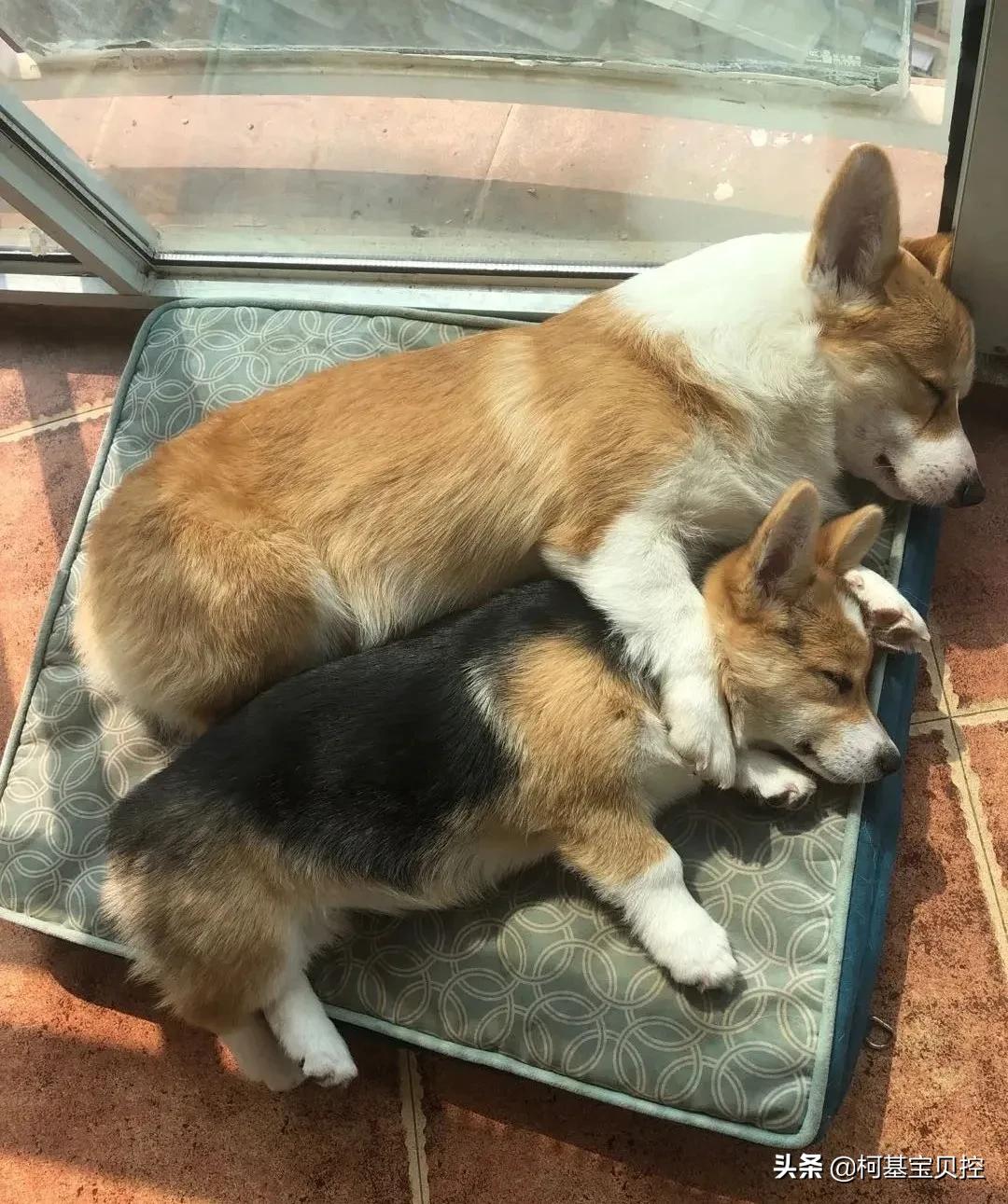 有关狗粮选择的几点建议,到底应该如何选择狗粮