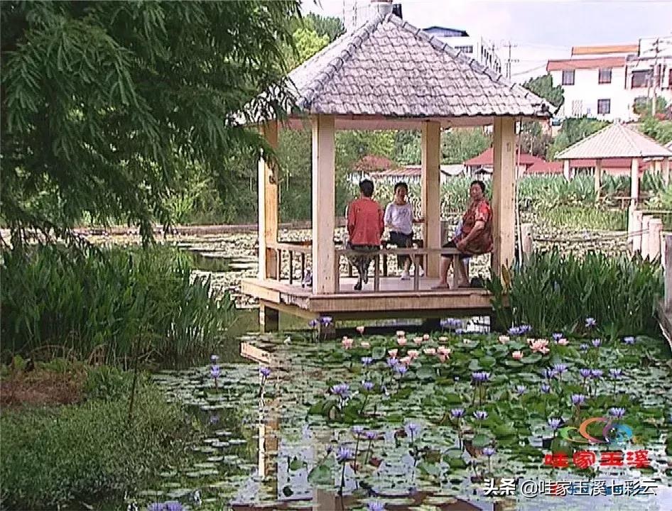 迷人!这里的“花中睡美人”盛开了