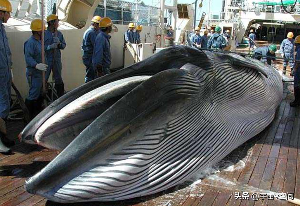 日本不爱吃鲸鱼,为何却将捕杀鲸鱼作为传统文化?
