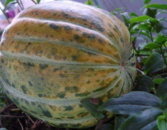 风情万种甜瓜品种大全,风情万种甜瓜品种