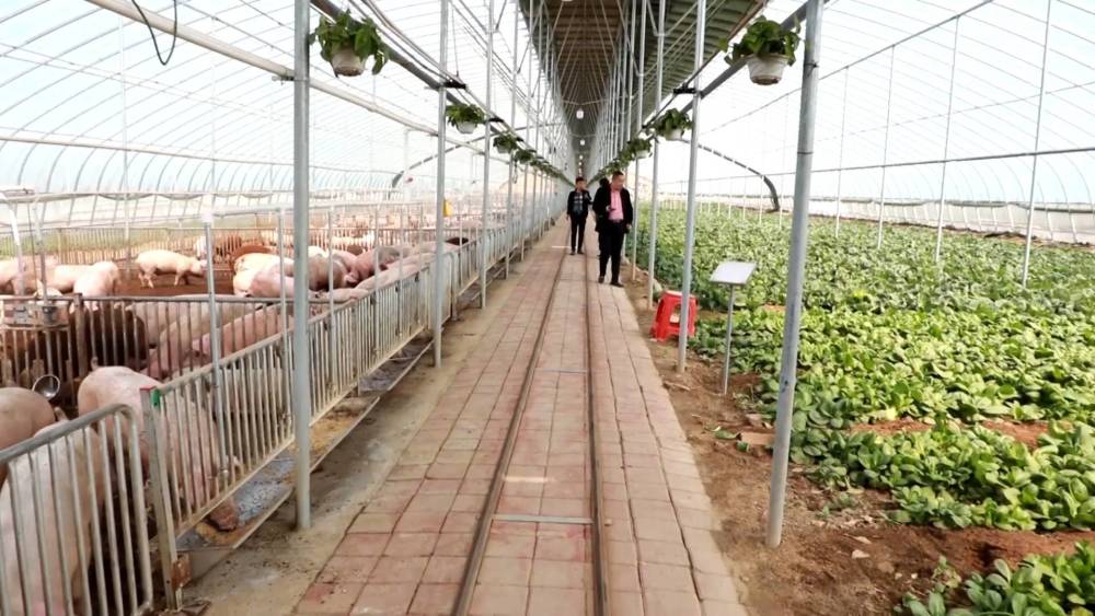 新型农村养殖大棚建造,专业建养殖大棚小伙