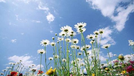 小雏菊寓意着什么,小雏菊意味着什么