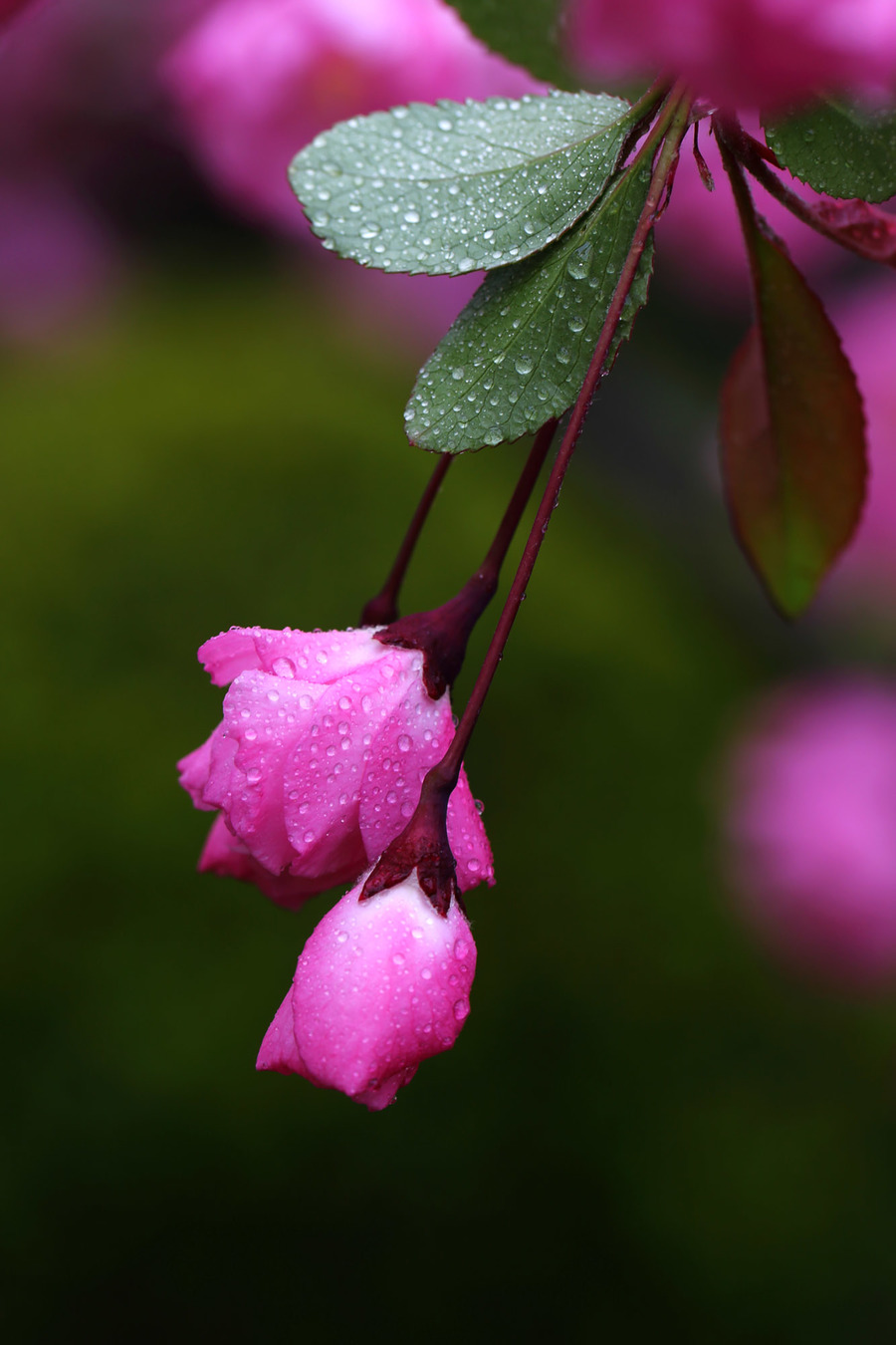 苏轼十首巅峰之作海棠,鲜于枢苏轼海棠诗卷高清长图
