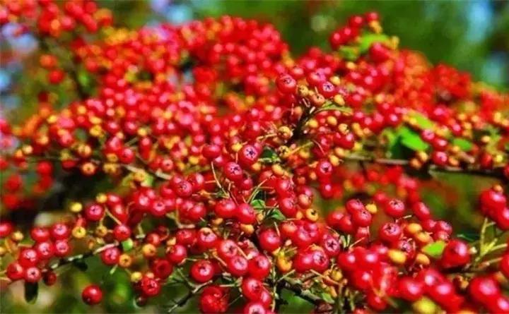 常见植物大全视频,常见的木本植物有哪些