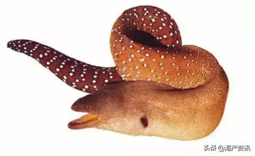 科普海洋鱼类知识儿童,海洋鱼类科普大全图解