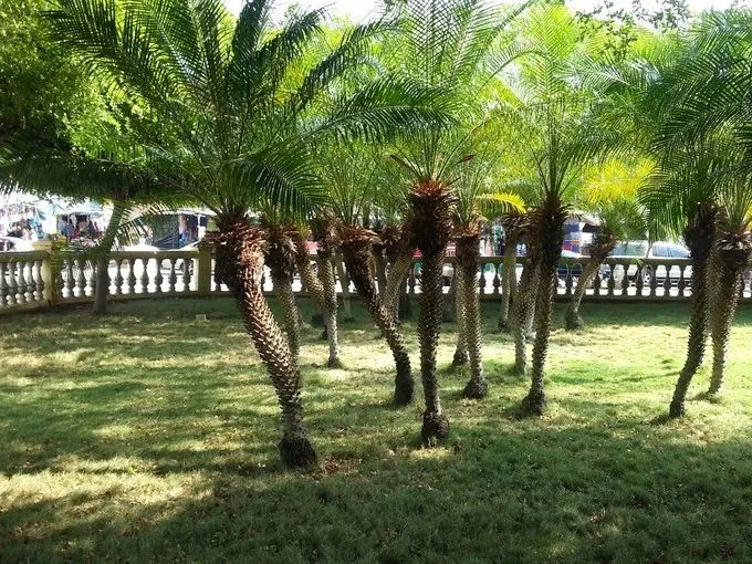 委内瑞拉最奢华的地方,委内瑞拉南美洲