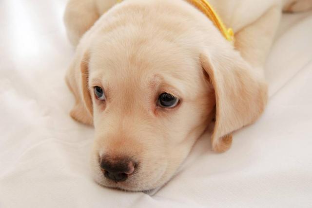 养一只拉布拉多一只阿拉斯加,养一只拉布拉多一只金毛