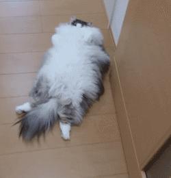 教猫戴牵引绳,教猫咪戴项圈