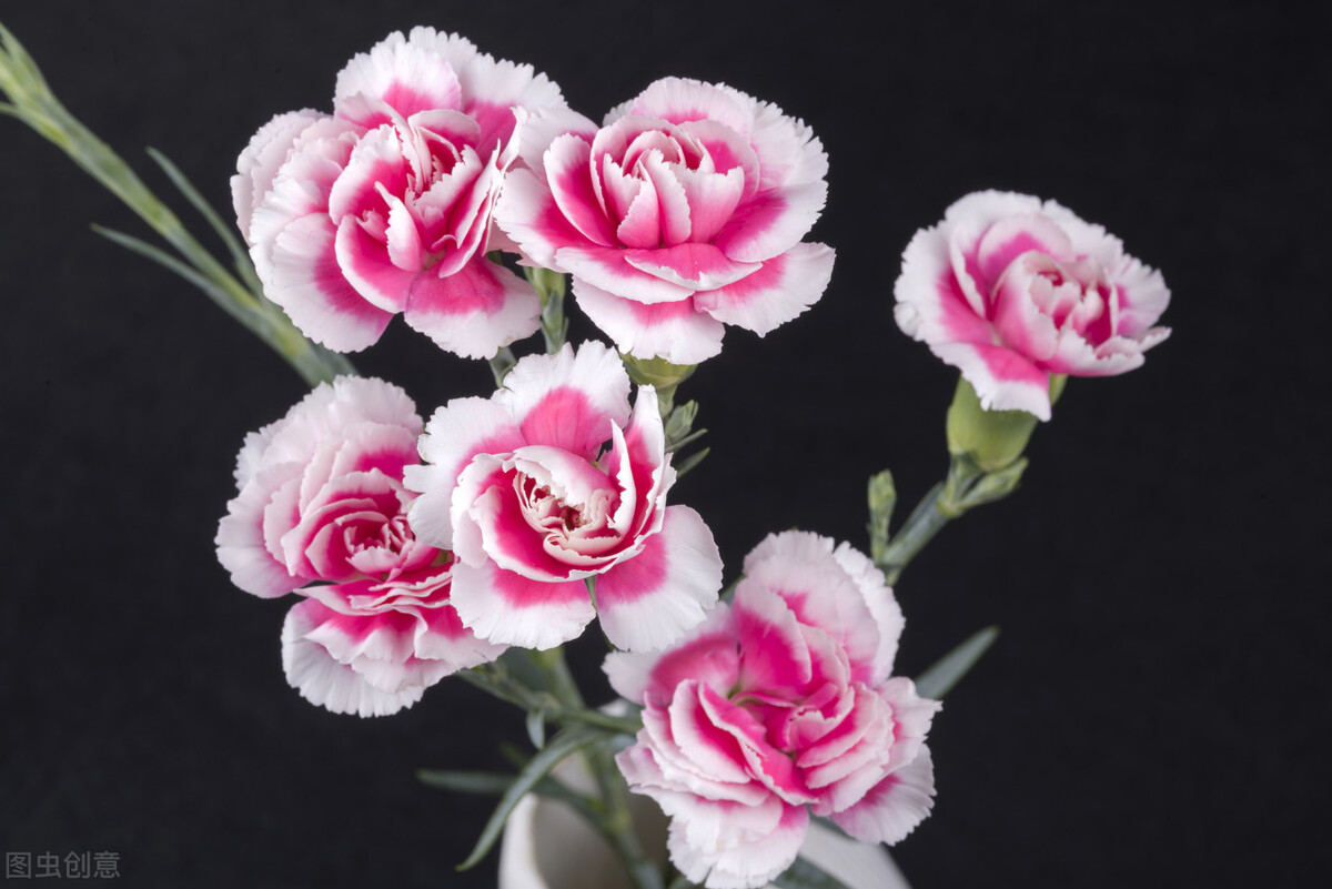 什么花的花语是重新开始,十朵花的花语是什么意思