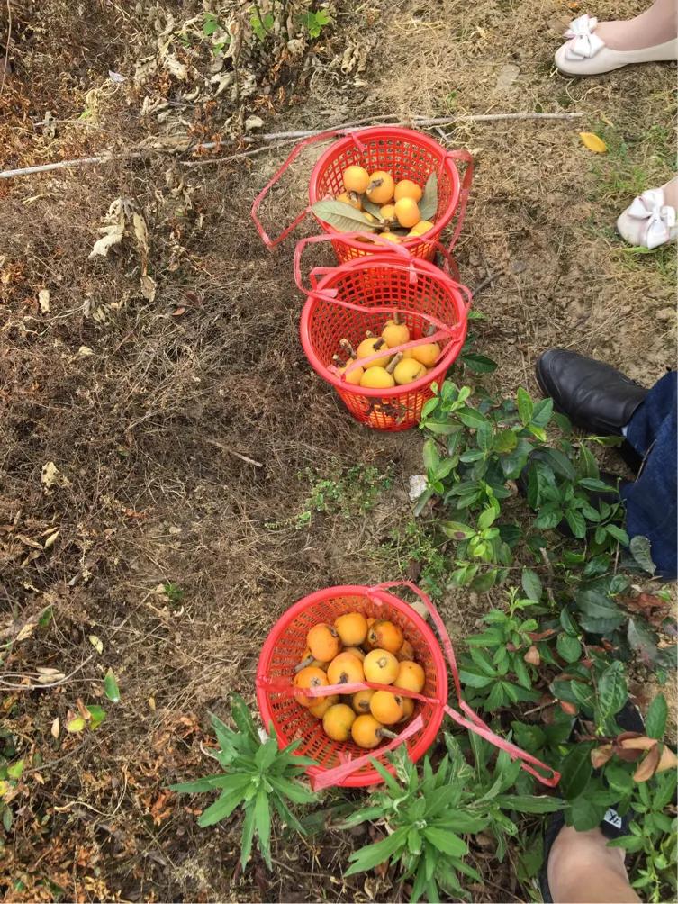 春的序曲洞庭西山,洞庭西山作品顺序