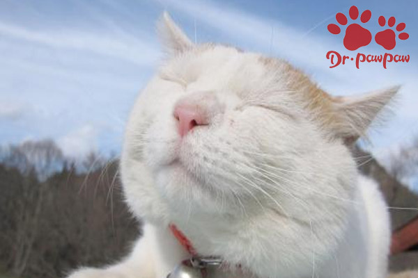 夏天猫感冒鼻子堵塞怎么治,猫感冒好了但是鼻子还是堵