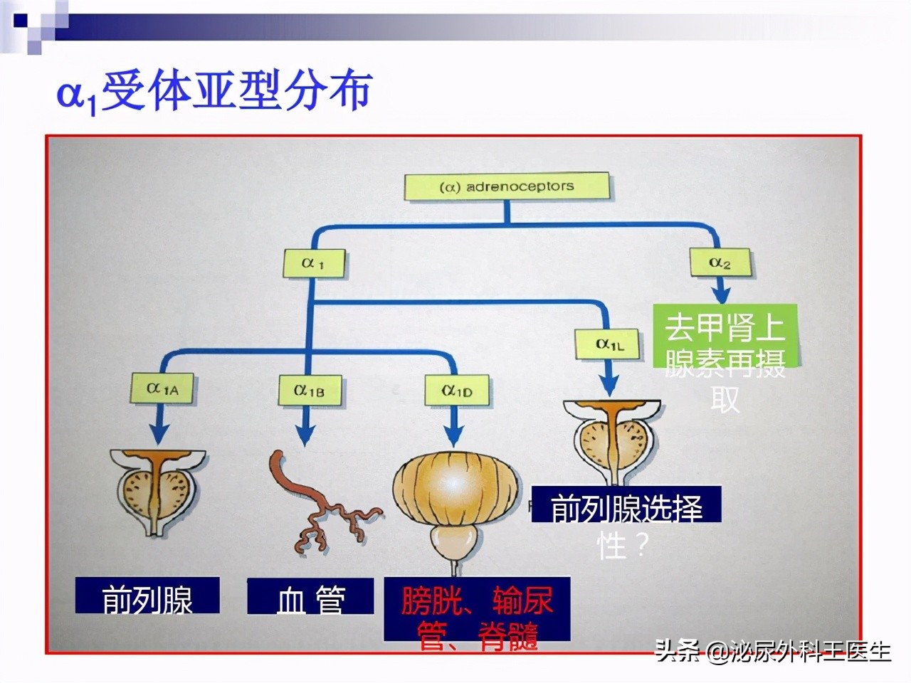 坦索罗辛缓解前列腺增生的机制,坦索罗辛治疗前列腺增生有效吗