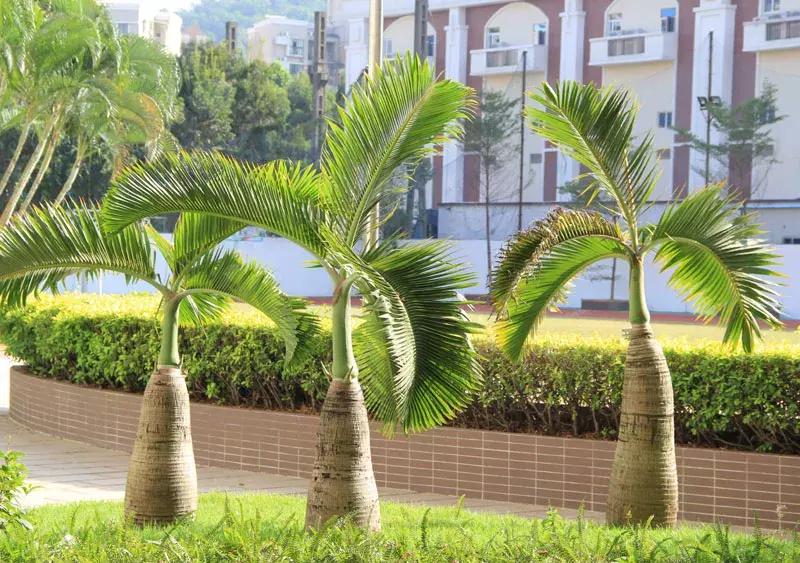 深圳百仕达一年级报名,2024年深圳百仕达小学入学条件