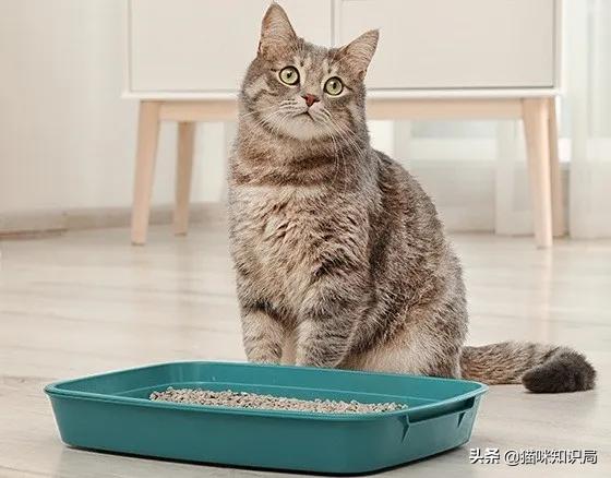 猫咪绝育之后反而乱尿怎么办,猫咪从不乱尿突然乱拉咋回事