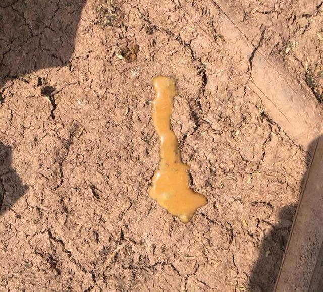 怎么治小鸡拉肚子,小鸡频繁拉稀是啥原因