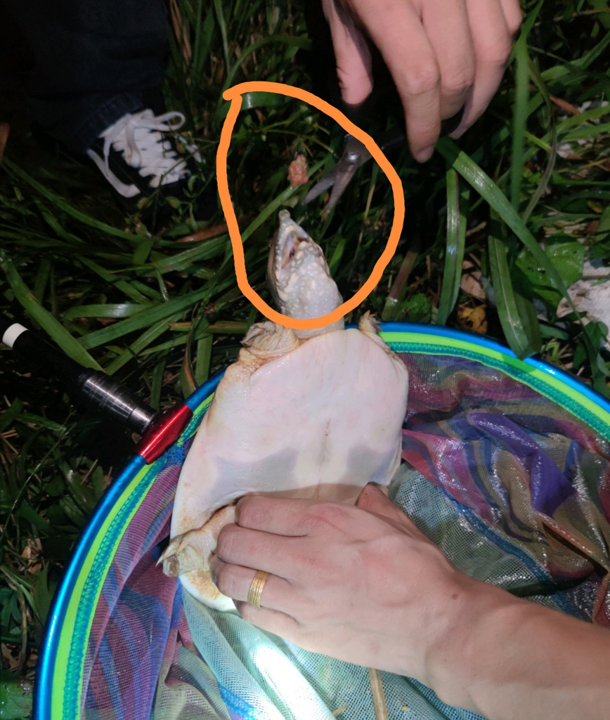 閲庨挀閲庣敓鐢查奔鏂规硶,閲庨挀鐢查奔楂樻晥绉樻柟