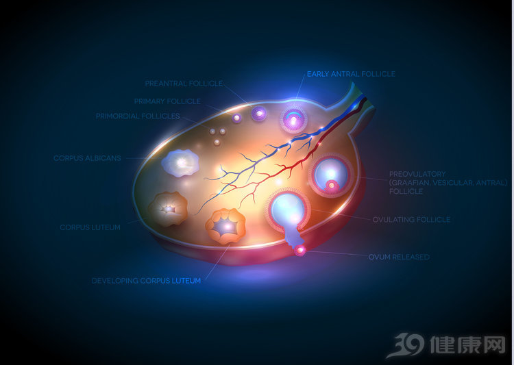 音频│身体的秘密：那些没遇到真爱的卵子，最后都去哪儿了？