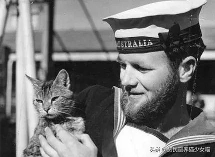 猫为什么会胡子长,辟谣猫弓形虫