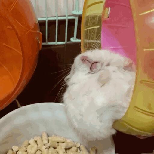 仓鼠最讨厌的是什么水果,仓鼠最讨厌主人的象征