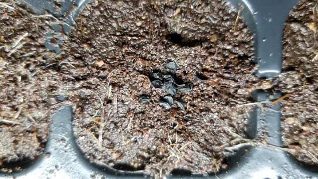 为什么要在天台种菜,天台种菜合适吗