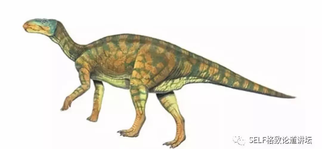 关于恐龙的研究详细,恐龙食谱大全及做法