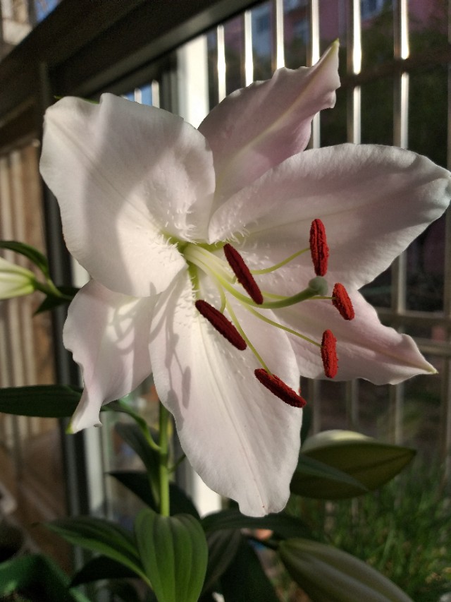 种植香水百合用什么材质的盆好,室内盆栽香水百合花怎么养