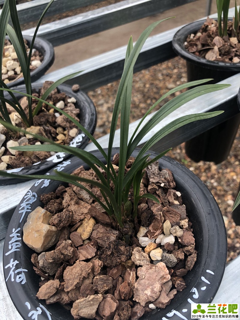 种兰花最好用什么植料,种兰花要用什么保湿