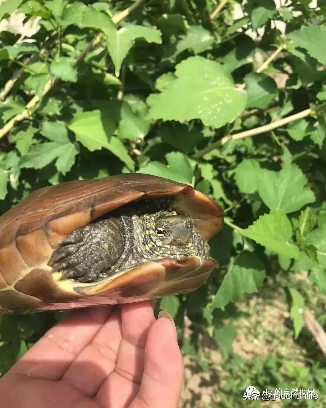 草龟难养,养草龟笔记