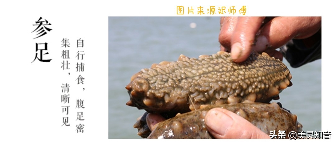 海参是滋阴还是补气的,海参养生常识有哪些