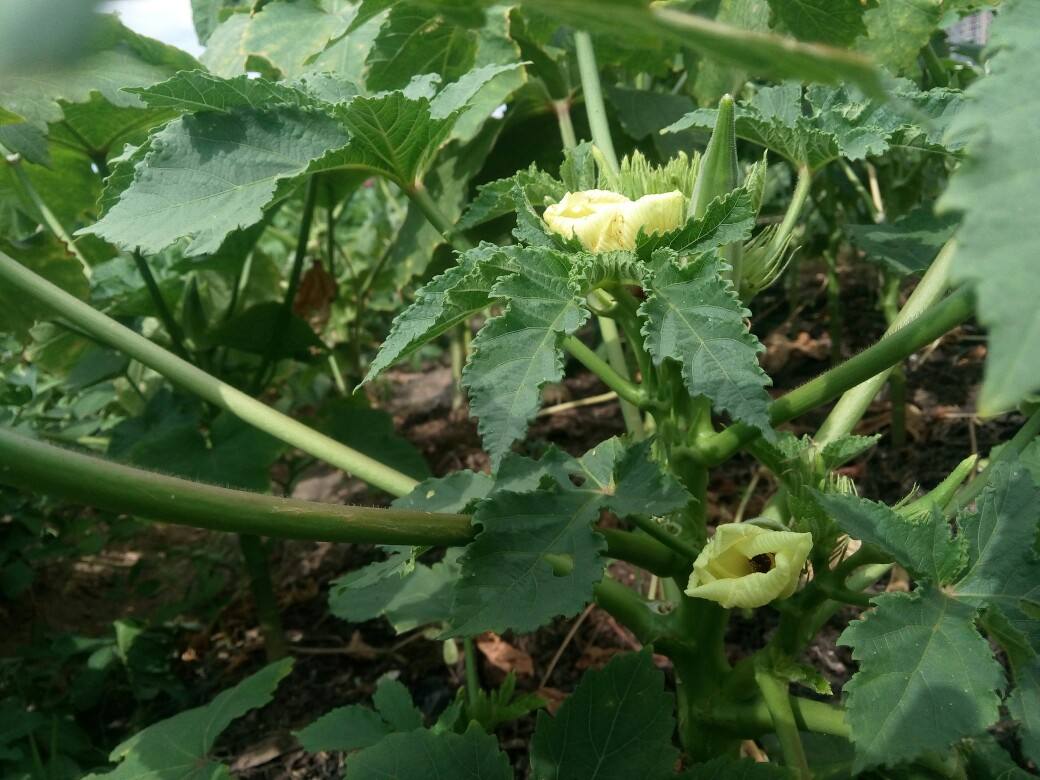 秋葵迟迟不发芽怎么办,秋葵不结果是怎么回事