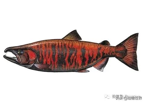 三文鱼是怎样的鱼,三文鱼冷冻后还可以生吃吗