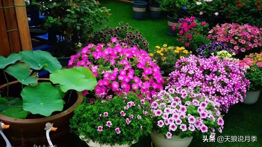 露台打造花海,她用10年改造庭院