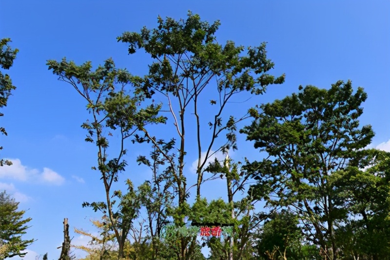 丽水旅游攻略自助游推荐,丽水市旅游攻略一天游
