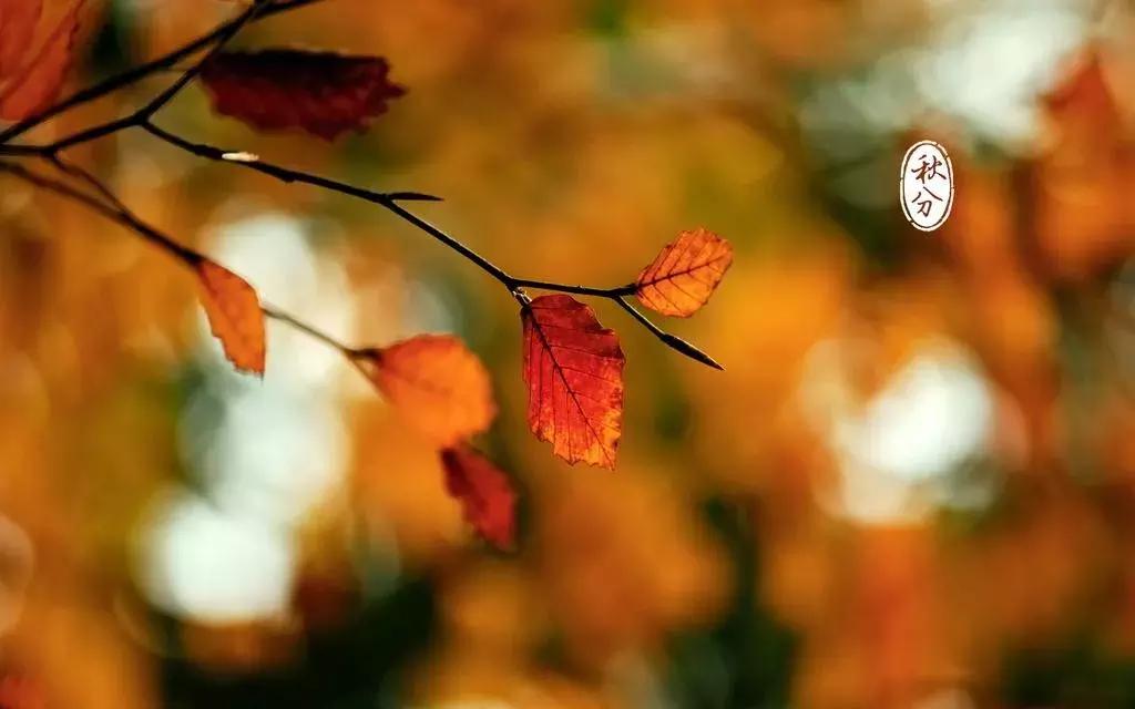 秋意浓浓风景美景,秋意浓稻浪飘香