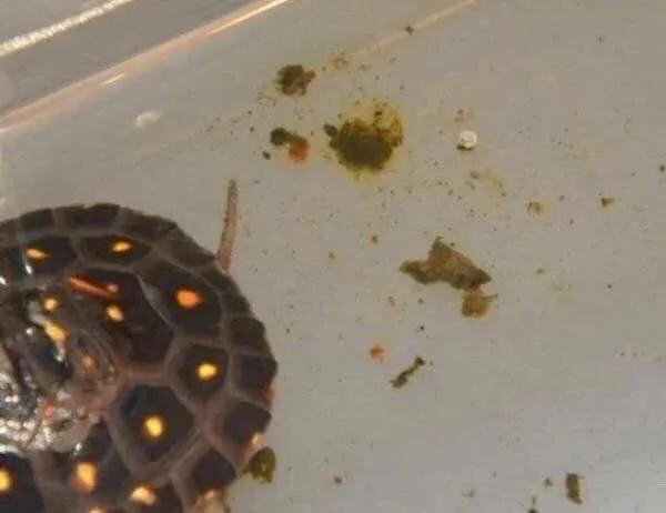 龟得了肠胃炎能自愈吗,龟是肺炎还是肠胃炎