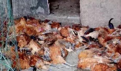 禽流感怎么防治和治疗,养鸡得禽流感怎么预防