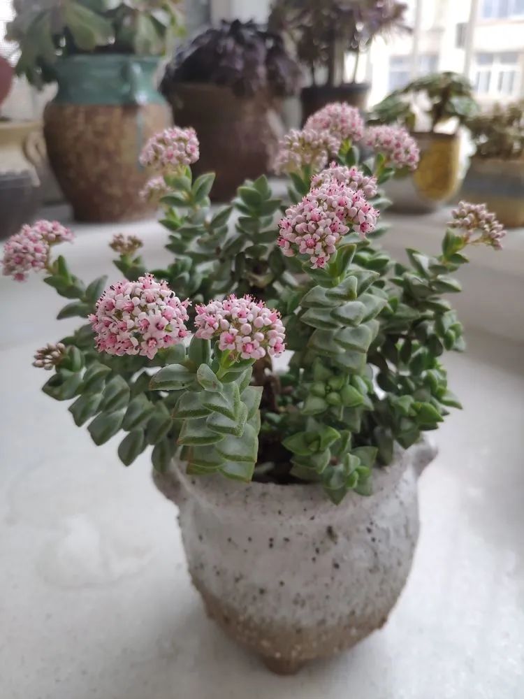 每一棵多肉都承载了一段时光,每一棵多肉都是独一无二