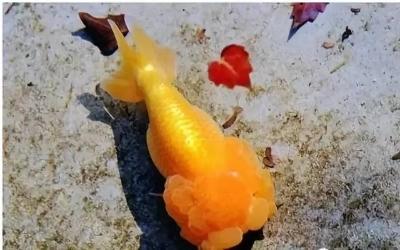 观赏鱼体表检疫,观赏鱼做检疫一次多长时间