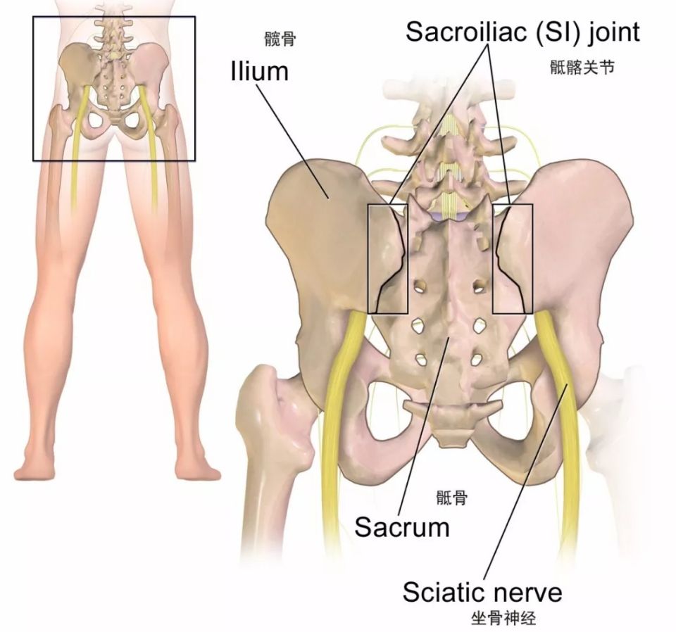 腰疼骶髂关节疼屁股疼,腰痛胯骨侧面痛屁股疼怎么回事