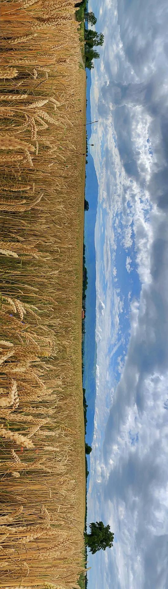 中国产的葡萄酒怎么样,中国为什么酿不出好的清酒