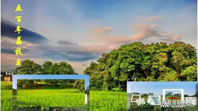 永春岵山荔枝节几点开始,永春岵山第十一届荔枝节