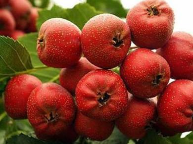 新鲜山楂和干山楂哪个刮油效果好,新鲜山楂与山楂片功效的区别大吗